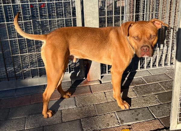 NILO OCCHI DI GIADA Foto 4